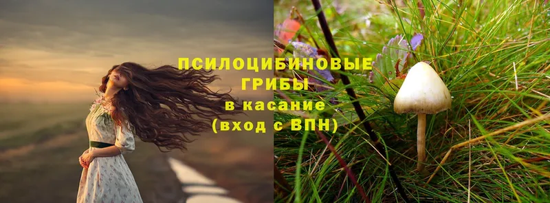 где продают   Азов  Галлюциногенные грибы Psilocybe 